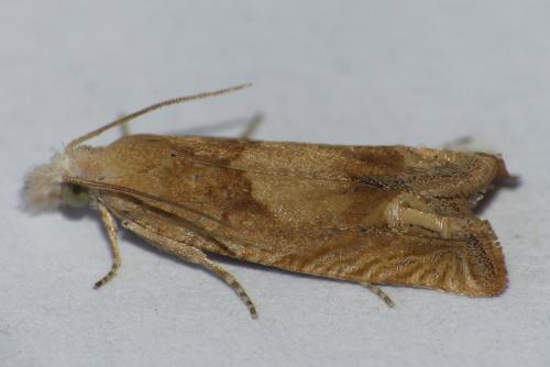 Réf. 208 885 : Eucosma sp.
